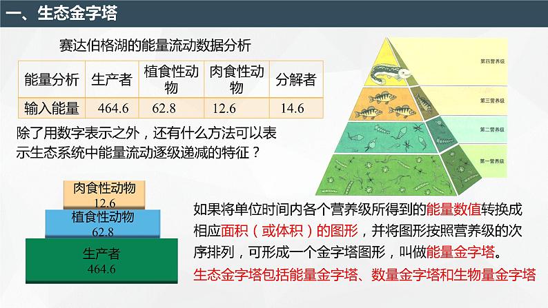 3.2.2 生态系统的能量流动(第2课时 生态金字塔和研究能量流动的实践意义)(名师精讲课件)-2023-2024学年高二生物同步精品课件(人教版选择性必修第二册)02
