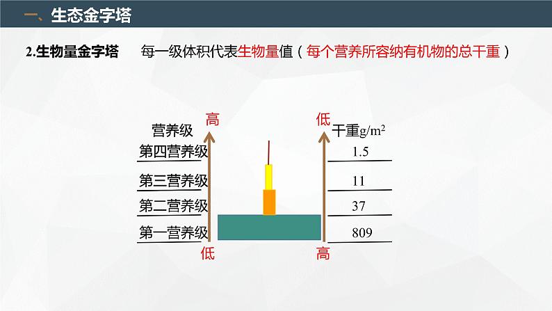 3.2.2 生态系统的能量流动(第2课时 生态金字塔和研究能量流动的实践意义)(名师精讲课件)-2023-2024学年高二生物同步精品课件(人教版选择性必修第二册)03