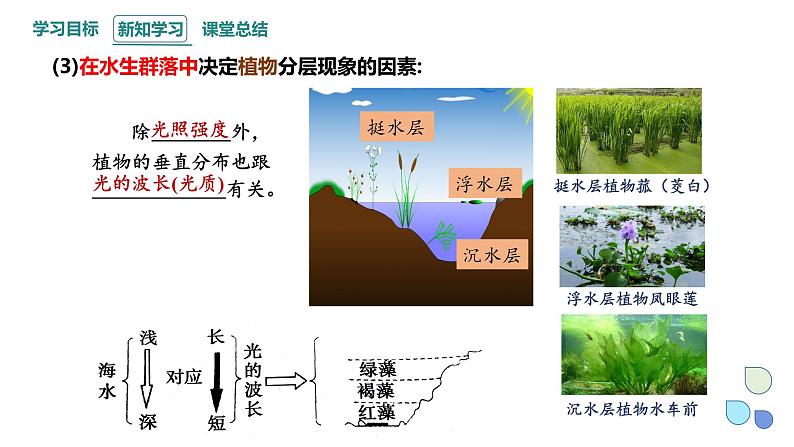 2.1 课时2 群落的结构 课件 2023-2024学年高二生物人教版(2019)选择性必修2第6页