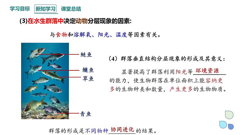 2.1 课时2 群落的结构 课件 2023-2024学年高二生物人教版(2019)选择性必修2第7页