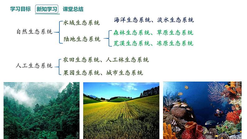 3.1 生态系统的结构 课件 2023-2024学年高二生物人教版(2019)选择性必修2第7页
