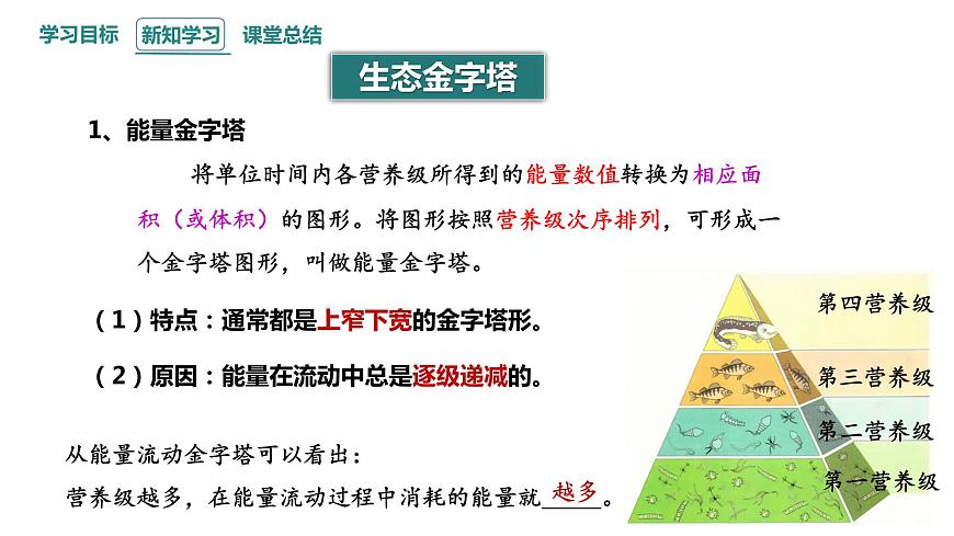 3.2 課時2  生態(tài)系統(tǒng)的能量流動    課件 2023-2024學(xué)年高二生物人教版（2019）選擇性必修2第4頁