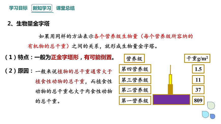 3.2 課時2  生態(tài)系統(tǒng)的能量流動    課件 2023-2024學(xué)年高二生物人教版（2019）選擇性必修2第5頁
