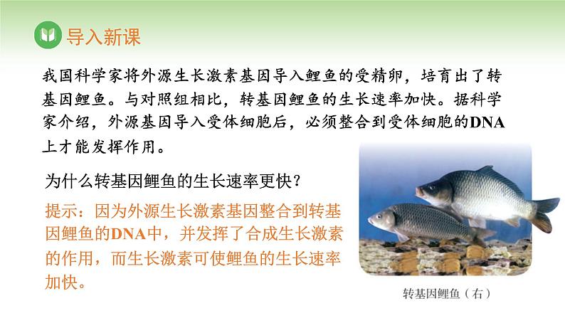 人教版高中生物必修第二册 遗传与进化 第3章 第4节 基因通常是有遗传效应的DNA片段(课件)02