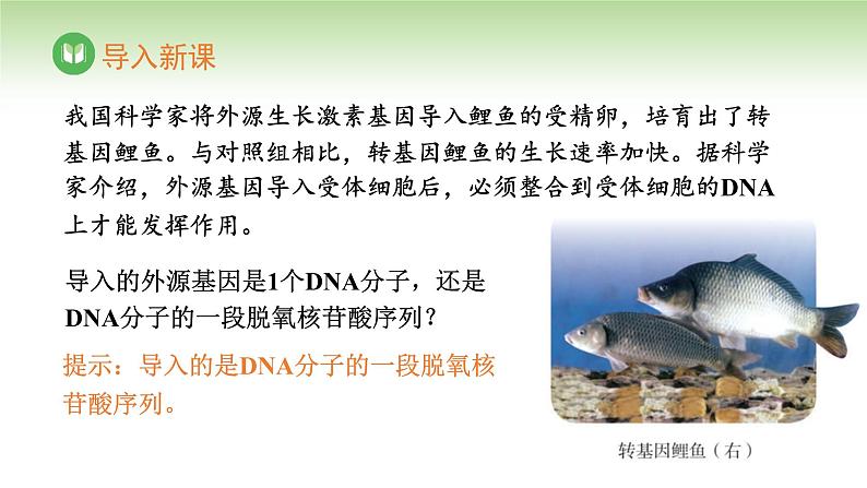 人教版高中生物必修第二册 遗传与进化 第3章 第4节 基因通常是有遗传效应的DNA片段(课件)03