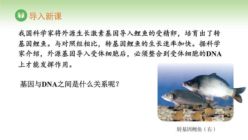人教版高中生物必修第二册 遗传与进化 第3章 第4节 基因通常是有遗传效应的DNA片段(课件)04