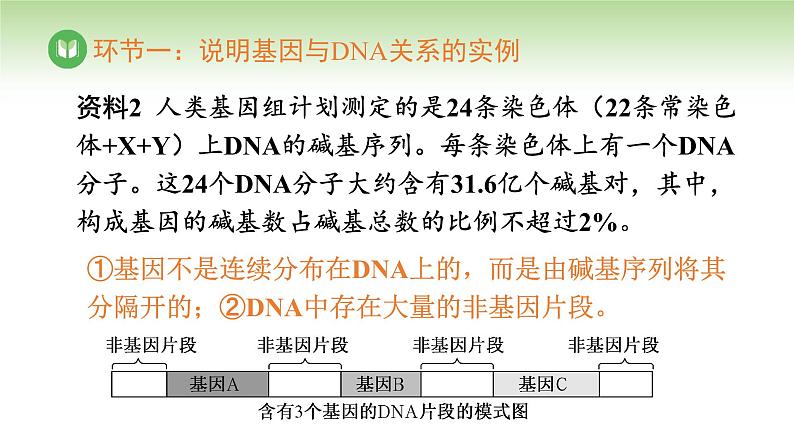 人教版高中生物必修第二册 遗传与进化 第3章 第4节 基因通常是有遗传效应的DNA片段(课件)07