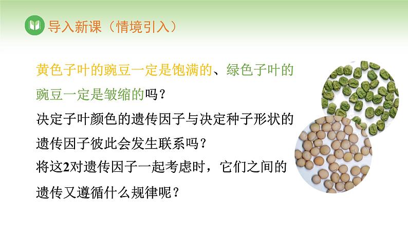 人教版高中生物必修第二册 遗传与进化 第1章 第2节 第1课时 自由组合定律(一)(课件)第2页