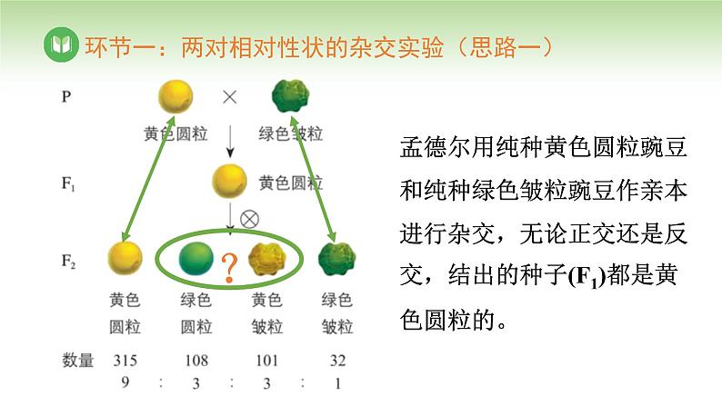 人教版高中生物必修第二册 遗传与进化 第1章 第2节 第1课时 自由组合定律(一)(课件)第4页
