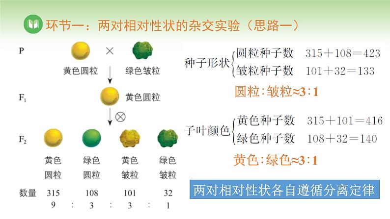 人教版高中生物必修第二册 遗传与进化 第1章 第2节 第1课时 自由组合定律(一)(课件)第6页