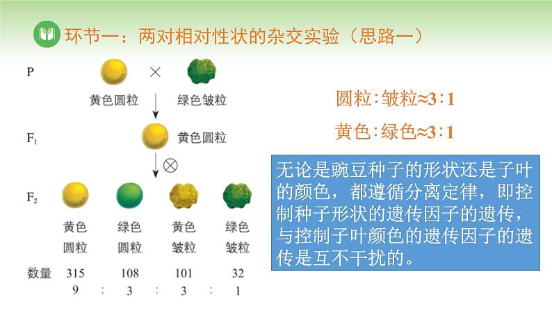 人教版高中生物必修第二册 遗传与进化 第1章 第2节 第1课时 自由组合定律(一)(课件)第7页