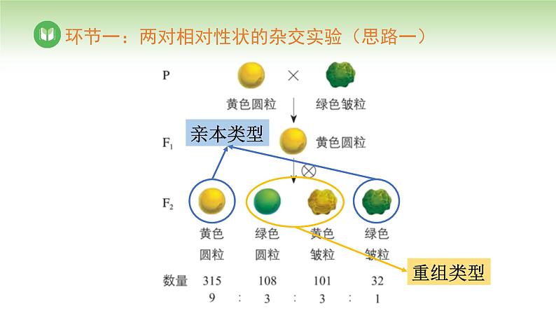 人教版高中生物必修第二册 遗传与进化 第1章 第2节 第1课时 自由组合定律(一)(课件)第8页