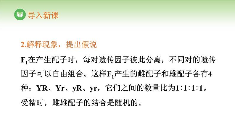 人教版高中生物必修第二册 遗传与进化 第1章 第2节 第2课时 自由组合定律(二)(课件)第3页