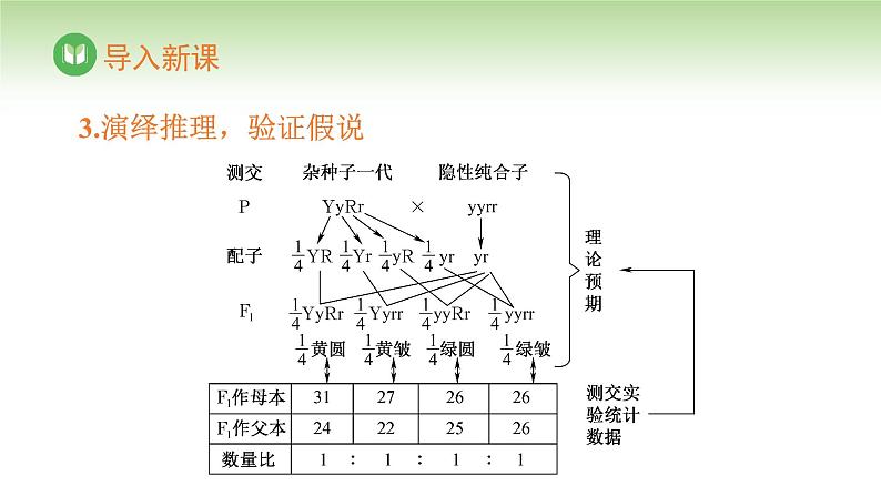 人教版高中生物必修第二册 遗传与进化 第1章 第2节 第2课时 自由组合定律(二)(课件)第4页