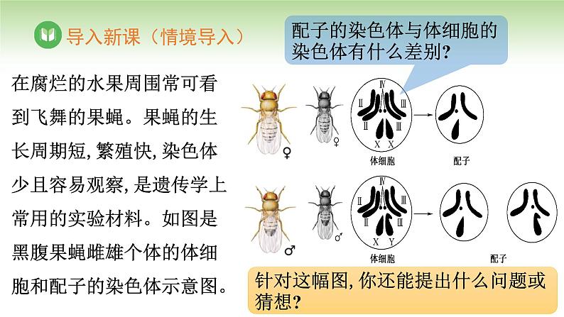 人教版高中生物必修第二册 遗传与进化 第2章 第1节 第1课时 精子的形成过程(课件)02