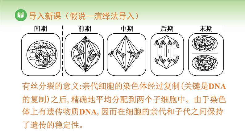 人教版高中生物必修第二册 遗传与进化 第2章 第1节 第1课时 精子的形成过程(课件)06