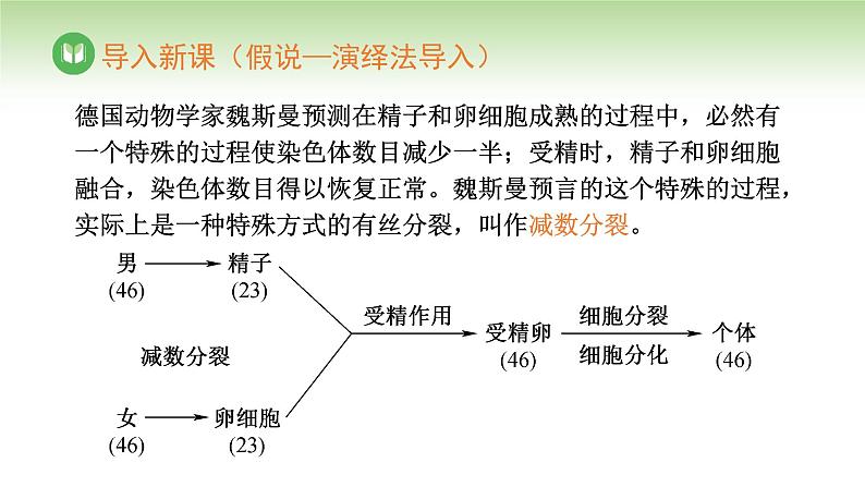 人教版高中生物必修第二册 遗传与进化 第2章 第1节 第1课时 精子的形成过程(课件)08