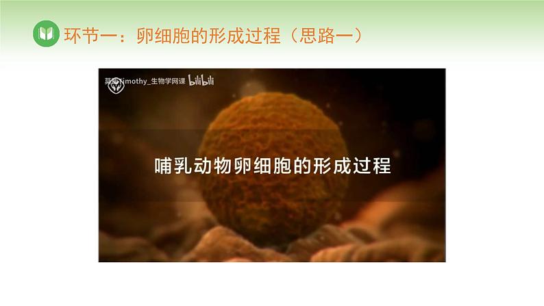 人教版高中生物必修第二册 遗传与进化 第2章 第1节 第2课时 卵细胞的形成过程(课件)第4页