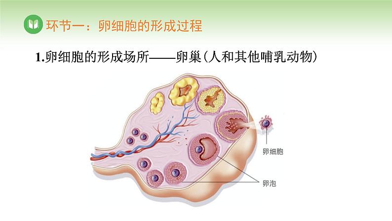 人教版高中生物必修第二册 遗传与进化 第2章 第1节 第2课时 卵细胞的形成过程(课件)第6页