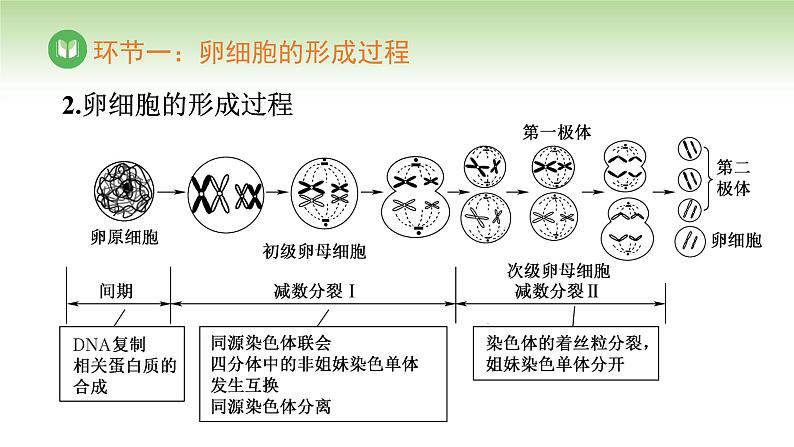 人教版高中生物必修第二册 遗传与进化 第2章 第1节 第2课时 卵细胞的形成过程(课件)第7页
