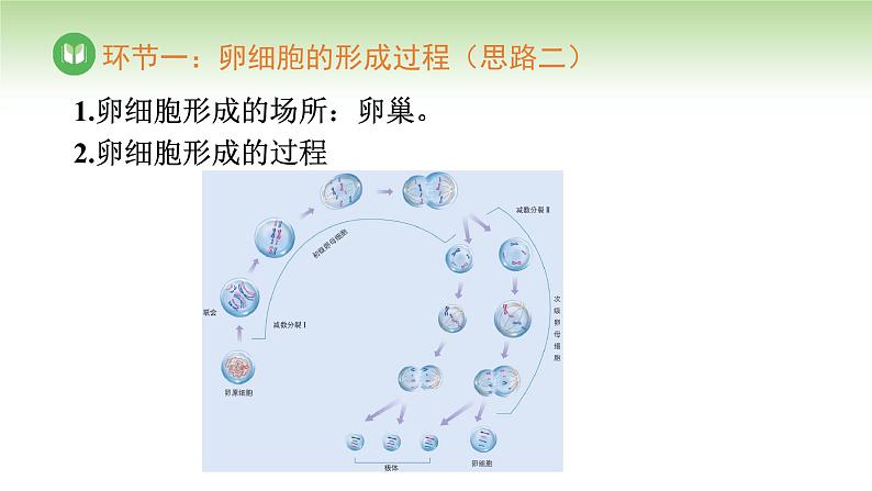 人教版高中生物必修第二册 遗传与进化 第2章 第1节 第2课时 卵细胞的形成过程(课件)第8页