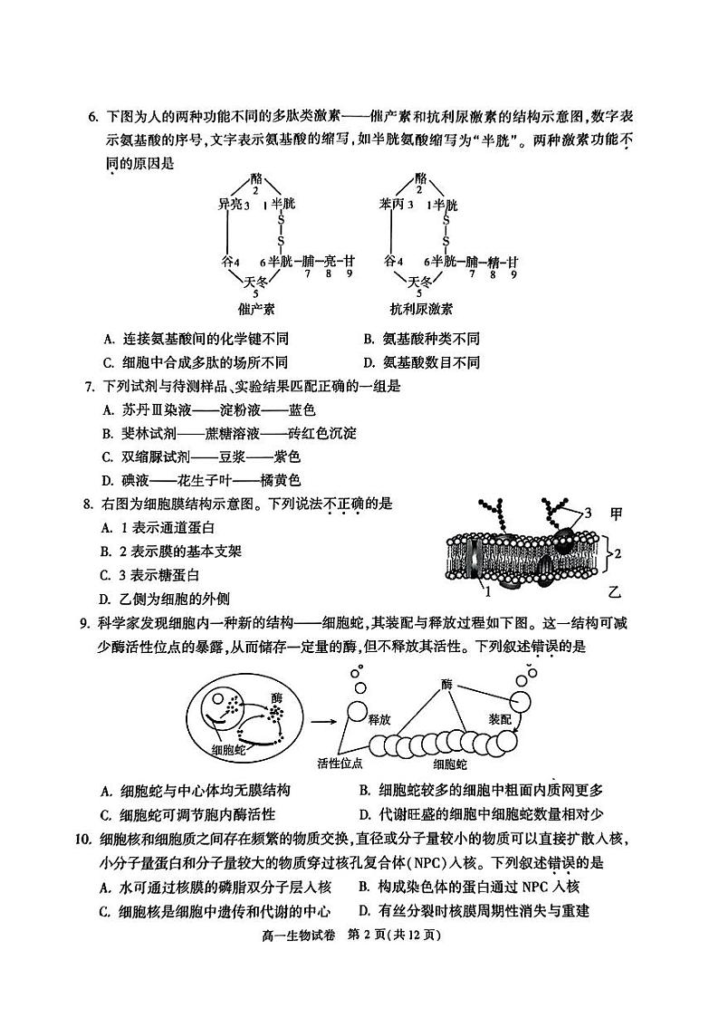 2024北京朝阳高一(上)期末生物试题及答案02
