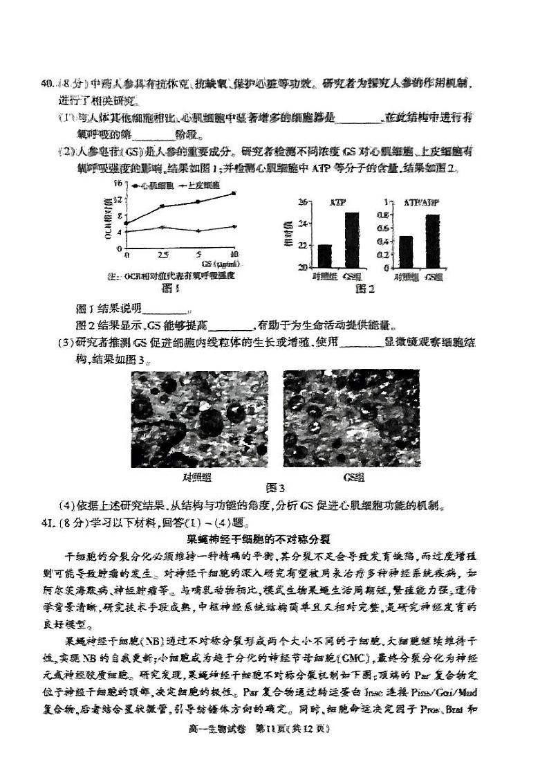 2024北京朝阳高一(上)期末生物试题及答案03