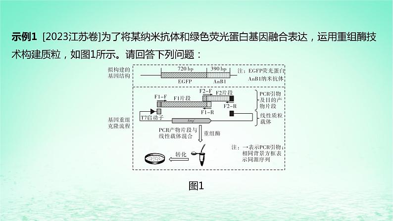 江苏专版2023_2024学年新教材高中生物第三章基因工程本章知识网络课件苏教版选择性必修3第8页
