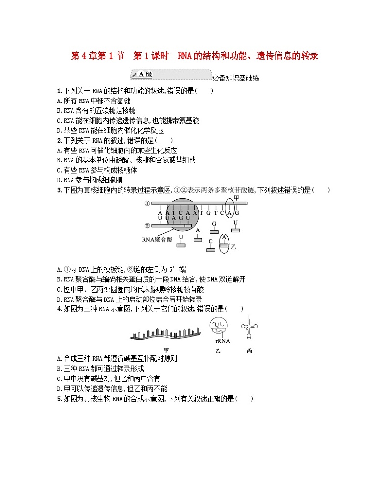 江苏专版2023_2024学年新教材高中生物第4章基因的表达第1节基因指导蛋白质的合成第1课时RNA的结构和功能遗传信息的转录分层作业新人教版必修201