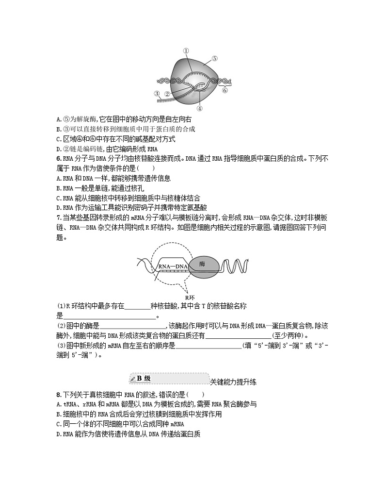江苏专版2023_2024学年新教材高中生物第4章基因的表达第1节基因指导蛋白质的合成第1课时RNA的结构和功能遗传信息的转录分层作业新人教版必修202