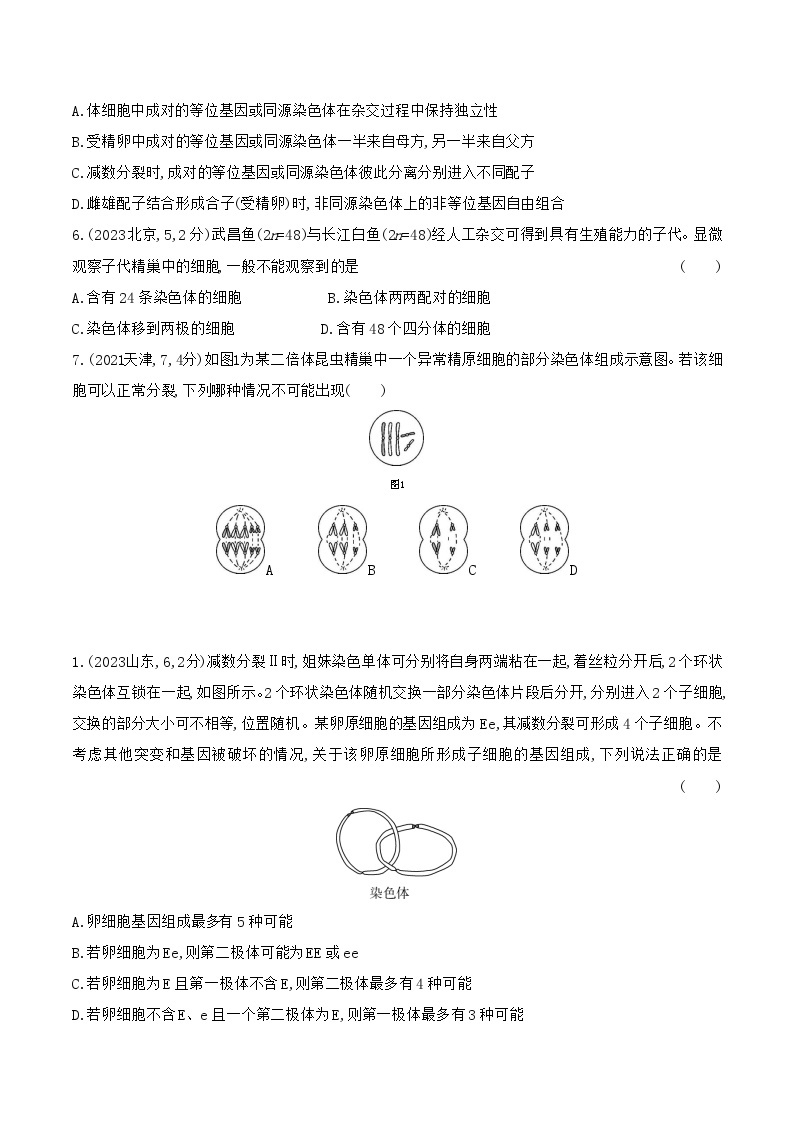 【寒假作业】人教版（2019）高中生物 高一寒假巩固专题训练 作业07 减数分裂-练习.zip02