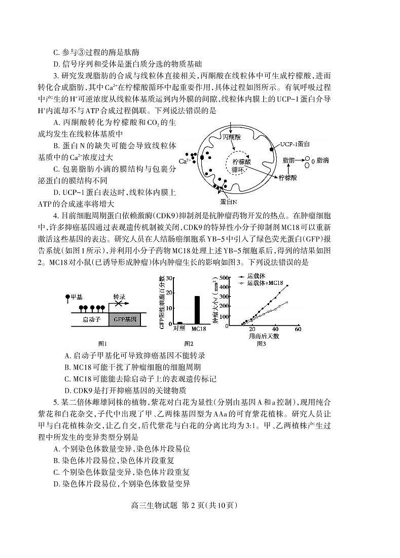 2024泰安高三上学期期末考试生物PDF版含答案02