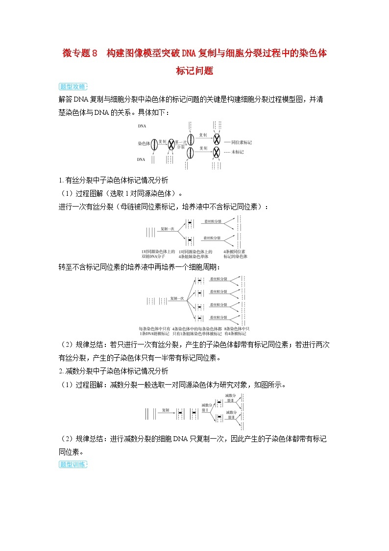 备考2024届高考生物一轮复习讲义第六章遗传的分子基础微专题8构建图像模型突破DNA复制与细胞分裂过程中的01