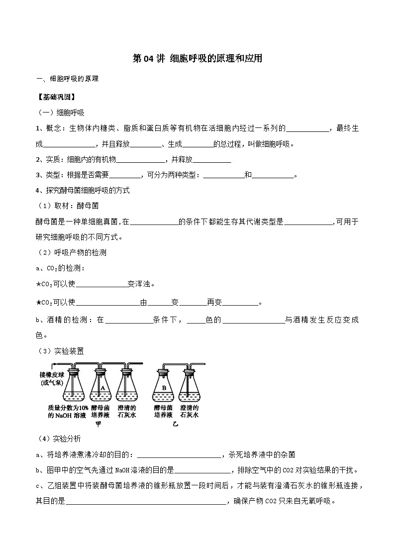 第04講 細(xì)胞呼吸的原理和應(yīng)用(學(xué)生卷)-【寒假銜接講義】高一生物寒假講義練習(xí)第1頁