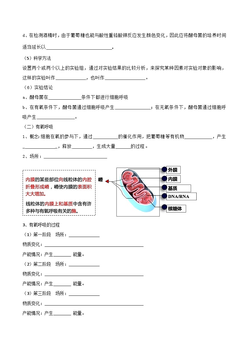第04講 細(xì)胞呼吸的原理和應(yīng)用(學(xué)生卷)-【寒假銜接講義】高一生物寒假講義練習(xí)第2頁
