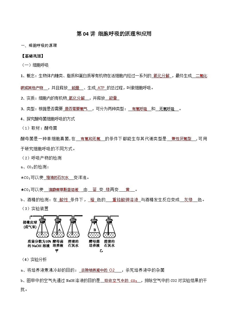 第04講 細(xì)胞呼吸的原理和應(yīng)用(教師卷)-【寒假銜接講義】高一生物寒假講義練習(xí)第1頁