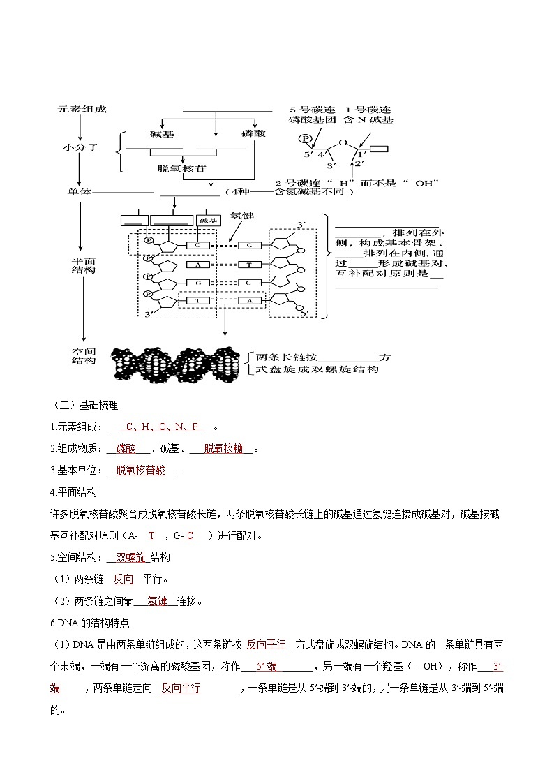 第10講 DNA的結(jié)構(gòu)（教師卷）-【寒假銜接講義】高一生物寒假講義練習(xí)第2頁