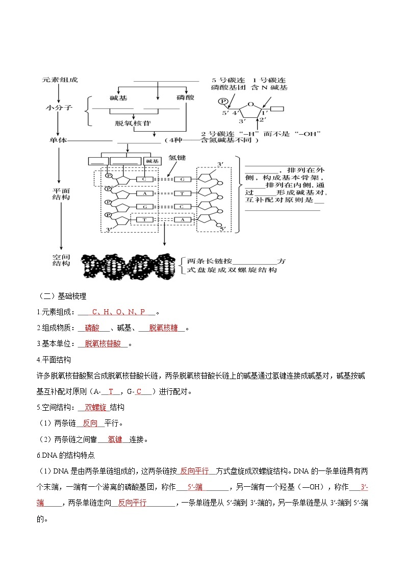 第10讲 DNA的结构-【寒假衔接讲义】高一生物寒假讲义练习02