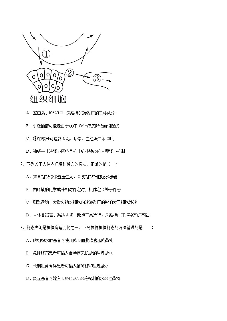 1.2 内环境的稳态(分层训练)-2023-2024学年高二生物同步精品课件+分层训练(人教版2019选择性必修1)03