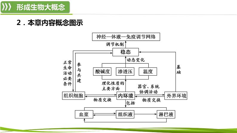 第1章 人体的内环境与稳态(复习课件)-2023-2024学年高二生物同步精品课件+分层训练(人教版2019选择性必修1)第4页