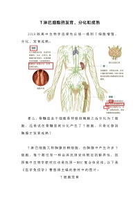 备课素材知识点：T淋巴细胞的发育、分化和成熟   高中生物学选择性必修一