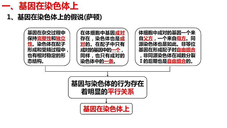 新教材备战高考生物一轮复习全考点精讲课堂 第12讲 基因在染色体上和伴性遗传(课件)第5页