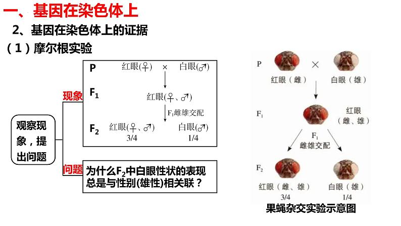 新教材备战高考生物一轮复习全考点精讲课堂 第12讲 基因在染色体上和伴性遗传(课件)第7页