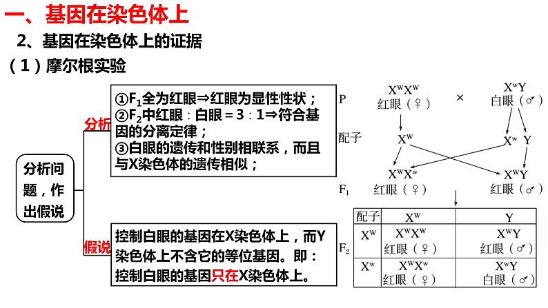 新教材备战高考生物一轮复习全考点精讲课堂 第12讲 基因在染色体上和伴性遗传(课件)第8页