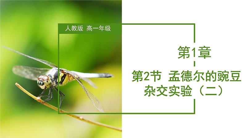 (人教版2019必修2)高一生物同步练习 1.2 孟德尔的豌豆杂交实验(二)(教学课件)第1页