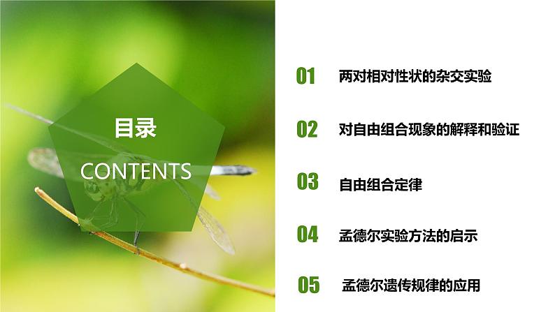(人教版2019必修2)高一生物同步练习 1.2 孟德尔的豌豆杂交实验(二)(教学课件)第2页