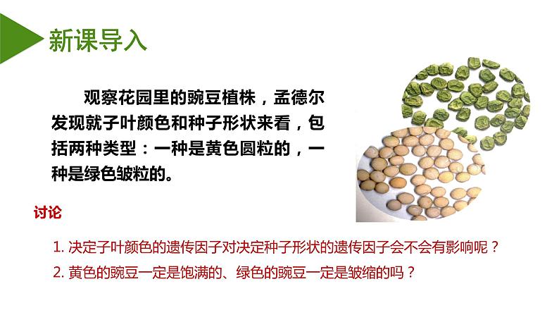 (人教版2019必修2)高一生物同步练习 1.2 孟德尔的豌豆杂交实验(二)(教学课件)第3页
