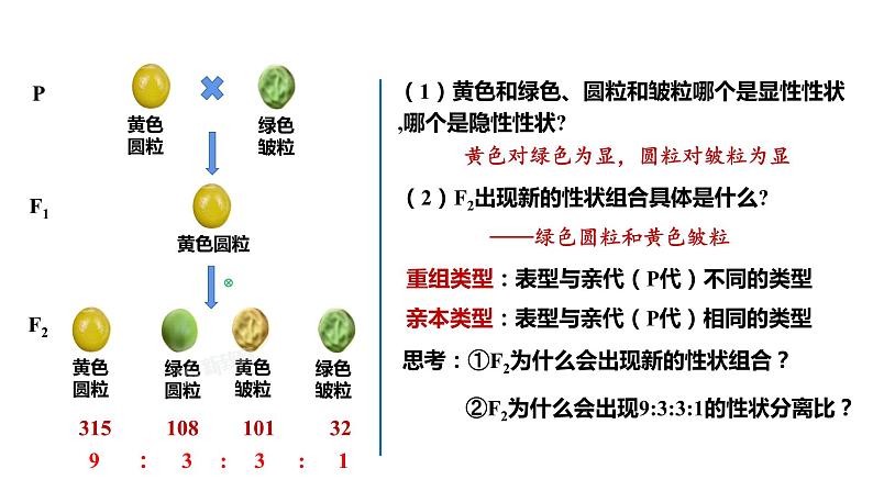 (人教版2019必修2)高一生物同步练习 1.2 孟德尔的豌豆杂交实验(二)(教学课件)第6页