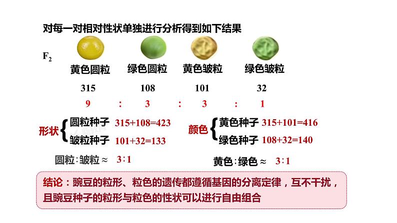(人教版2019必修2)高一生物同步练习 1.2 孟德尔的豌豆杂交实验(二)(教学课件)第7页