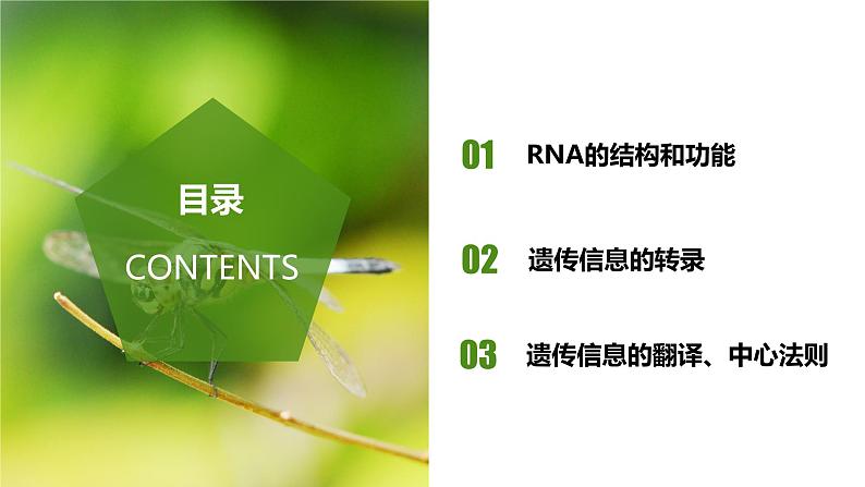 (人教版2019必修2)高一生物同步练习 4.1 基因指导蛋白质的合成(教学课件)第2页